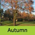 Acer Campestre Field Maple Autumn Colours