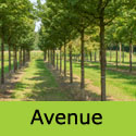 Acer Campestre Field Maple Avenue Planting
