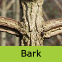 Acer Campestre Field Maple Bark