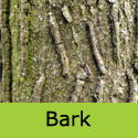 Acer Campestre Field Maple Bark