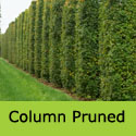 Acer Campestre Field Maple Column Pruned