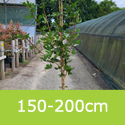 Acer Campestre Huibers Elegant 150-200cm tall