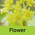 Acer Campestre Field Maple Flowers