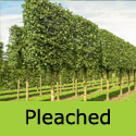 Acer Campestre Field Maple Pleached