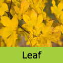 DELIVERED SEPTEMBER 2022 Acer campestre Queen Elizabeth Maple Tree, Height 180-240cm 12-20L Pot, FAST GROWING + DROUGHT TOLERANT **FREE UK MAINLAND DELIVERY + FREE 3 YEAR LTD TREE WARRANTY**