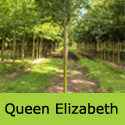 Acer campestre Queen Elizabeth Maple Tree,  FAST GROWING + DROUGHT TOLERANT **FREE UK MAINLAND DELIVERY + 3 YEAR LTD  TREE WARRANTY**