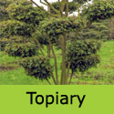 Acer Campestre Field Maple Topiary