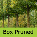 Acer Campestre Field Maple Box Pruned