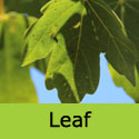 Acer Campestre Field Maple Leaf