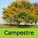 Bare Root Mature Acer Campestre Field Maple Tree, AGM + EASY TO GROW + TOPIARY **FREE UK MAINLAND DELIVERY + FREE 3 YEAR LTD TREE WARRANTY**