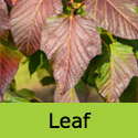 Snake Bark Maple Tree, Acer Capillipes **FREE UK MAINLAND DELIVERY + FREE 100% TREE WARRANTY**