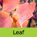 Snake Bark Maple Tree, Acer Capillipes **FREE UK MAINLAND DELIVERY + FREE 100% TREE WARRANTY**