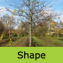 Snake Bark Maple Tree, Acer Capillipes **FREE UK MAINLAND DELIVERY + FREE 100% TREE WARRANTY**
