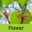 Snake Bark Maple Tree, Acer Capillipes **FREE UK MAINLAND DELIVERY + FREE 100% TREE WARRANTY**