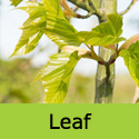 Snake Bark Maple Tree, Acer Capillipes **FREE UK MAINLAND DELIVERY + FREE 100% TREE WARRANTY**