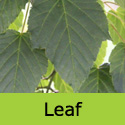 Snake Bark Maple Tree, Acer Capillipes **FREE UK MAINLAND DELIVERY + FREE 100% TREE WARRANTY**