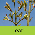 Snake Bark Maple Tree, Acer Capillipes **FREE UK MAINLAND DELIVERY + FREE 100% TREE WARRANTY**