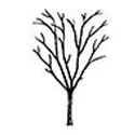 Snake Bark Maple Tree, Acer Capillipes **FREE UK MAINLAND DELIVERY + FREE 100% TREE WARRANTY**
