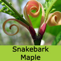 Snake Bark Maple Tree, Acer Capillipes **FREE UK MAINLAND DELIVERY + FREE 100% TREE WARRANTY**