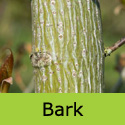 Snake Bark Maple (Acer capillipes) **FREE UK MAINLAND DELIVERY + FREE 100% TREE WARRANTY**