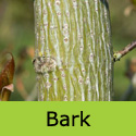 Snake Bark Maple Tree, Acer Capillipes **FREE UK MAINLAND DELIVERY + FREE 100% TREE WARRANTY**