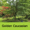 Golden Caucasian Maple Tree, Height 150-250cm 5-20L Pot, AWARD + FOLIAGE + SMALL **FREE UK MAINLAND DELIVERY + FREE 3 YEAR LTD TREE WARRANTY**