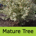 Acer Carnival Variegated Field Maple, AGM + SMALL TREE + SLOW GROWING + PATIO + WET TOLERANT **FREE UK MAINLAND DELIVERY + FREE 3 YEAR LTD TREE WARRANTY**