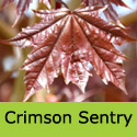 Mature Acer Crimson Sentry RED PURPLE LEAVES + UPRIGHT + MEDIUM SIZE **FREE UK MAINLAND DELIVERY + LIMITED 3 YEAR WARRANTY**