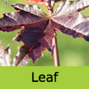 Mature Acer Crimson Sentry RED PURPLE LEAVES + UPRIGHT + MEDIUM SIZE **FREE UK MAINLAND DELIVERY + LIMITED 3 YEAR WARRANTY**