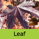 Mature Acer Crimson Sentry RED PURPLE LEAVES + UPRIGHT + MEDIUM SIZE **FREE UK MAINLAND DELIVERY + LIMITED 3 YEAR WARRANTY**