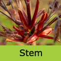 Mature Acer Crimson Sentry RED PURPLE LEAVES + UPRIGHT + MEDIUM SIZE **FREE UK MAINLAND DELIVERY + LIMITED 3 YEAR WARRANTY**