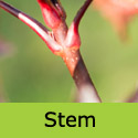Mature Acer Crimson Sentry RED PURPLE LEAVES + UPRIGHT + MEDIUM SIZE **FREE UK MAINLAND DELIVERY + LIMITED 3 YEAR WARRANTY**