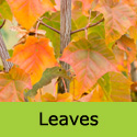 Acer Davidii, INCREASES HOUSE VALUE + ATTRACTIVE BARK + LEAVES **FREE UK MAINLAND DELIVERY + FREE TREE WARRANTY**