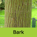 Acer Davidii, INCREASES HOUSE VALUE + ATTRACTIVE BARK + LEAVES **FREE UK MAINLAND DELIVERY + FREE TREE WARRANTY**