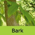 Snakebark Maple Acer Davidii George Forrest ATTRACTIVE + AWARD **FREE UK MAINLAND DELIVERY + FREE 100% TREE WARRANTY**