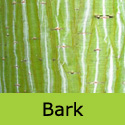 Snakebark Maple Acer Davidii George Forrest ATTRACTIVE + AWARD **FREE UK MAINLAND DELIVERY + FREE 100% TREE WARRANTY**