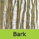 Snakebark Maple Acer Davidii George Forrest ATTRACTIVE + AWARD **FREE UK MAINLAND DELIVERY + FREE 100% TREE WARRANTY**