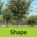 Snakebark Maple Acer Davidii George Forrest ATTRACTIVE + AWARD **FREE UK MAINLAND DELIVERY + FREE 100% TREE WARRANTY**