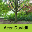 Acer Davidii, INCREASES HOUSE VALUE + ATTRACTIVE BARK + LEAVES **FREE UK MAINLAND DELIVERY + FREE TREE WARRANTY**