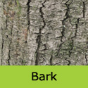 Acer Davidii, INCREASES HOUSE VALUE + ATTRACTIVE BARK + LEAVES **FREE UK MAINLAND DELIVERY + FREE TREE WARRANTY**