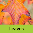 Acer Davidii, INCREASES HOUSE VALUE + ATTRACTIVE BARK + LEAVES **FREE UK MAINLAND DELIVERY + FREE TREE WARRANTY**