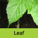 Acer Davidii, INCREASES HOUSE VALUE + ATTRACTIVE BARK + LEAVES **FREE UK MAINLAND DELIVERY + FREE TREE WARRANTY**