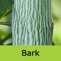 Acer Davidii, INCREASES HOUSE VALUE + ATTRACTIVE BARK + LEAVES **FREE UK MAINLAND DELIVERY + FREE TREE WARRANTY**