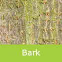 Acer Campestre Huibers Elegant bark