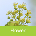 Acer Campestre Huibers Elegant flower