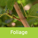 Acer Campestre Huibers Elegant foliage