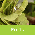 Acer Campestre Huibers Elegant fruits