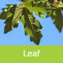 Acer Campestre Huibers Elegant leaf