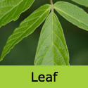 Acer Negundo Ash Leaved Maple Tree,  FAST GROWING + DROUGHT RESISTANT **FREE UK MAINLAND DELIVERY + FREE 3 YEAR LTD TREE WARRANTY**