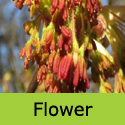 Acer Negundo Ash Leaved Maple Tree, FAST GROWING + DROUGHT RESISTANT **FREE UK MAINLAND DELIVERY + FREE 3 YEAR LTD TREE WARRANTY**